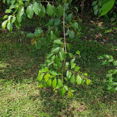Gambier (Uncaria gambir)