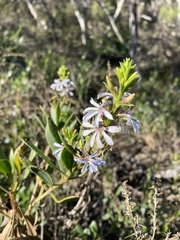 Scaevola angustata