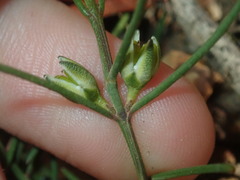 Cyanothamnus subsessilis
