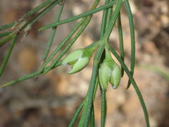 Cyanothamnus subsessilis