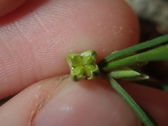 Cyanothamnus subsessilis