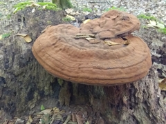 Ganoderma applanatum