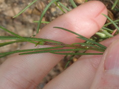 Cyanothamnus subsessilis