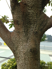 Ficus virens sublanceolata