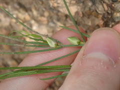 Cyanothamnus subsessilis