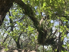 Trichocentrum leptotifolium