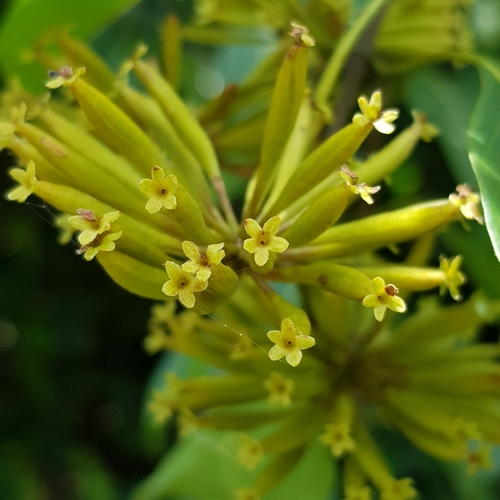 Image of Uncaria gambir by (c) pbsg, some rights reserved (CC BY)