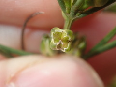 Cyanothamnus subsessilis