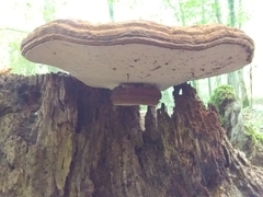 Ganoderma applanatum