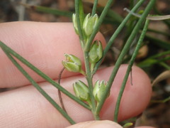Cyanothamnus subsessilis