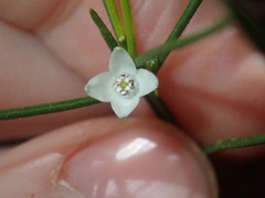 Cyanothamnus subsessilis