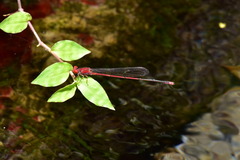 Pseudagrion pilidorsum