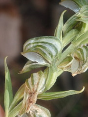 Pterostylis vittata