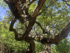 Trichocentrum leptotifolium