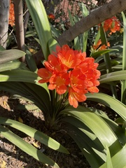 Clivia