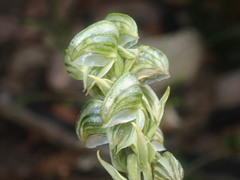 Pterostylis vittata