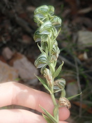 Pterostylis vittata