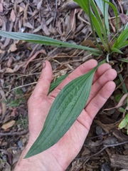 Plantago lanceolata