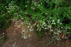 Parthenium hysterophorus