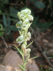 Pterostylis vittata