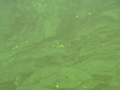 Cyanobacteria