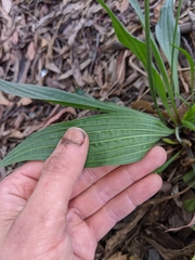 Plantago lanceolata