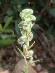 Pterostylis vittata