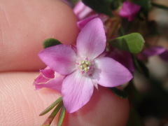 Boronia crenulata
