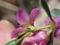 Boronia crenulata