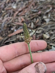 Plantago lanceolata