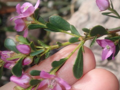 Boronia crenulata