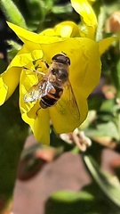 Eristalis tenax