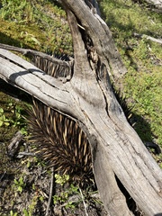 Tachyglossus aculeatus