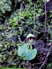 Corybas trilobus aggregate