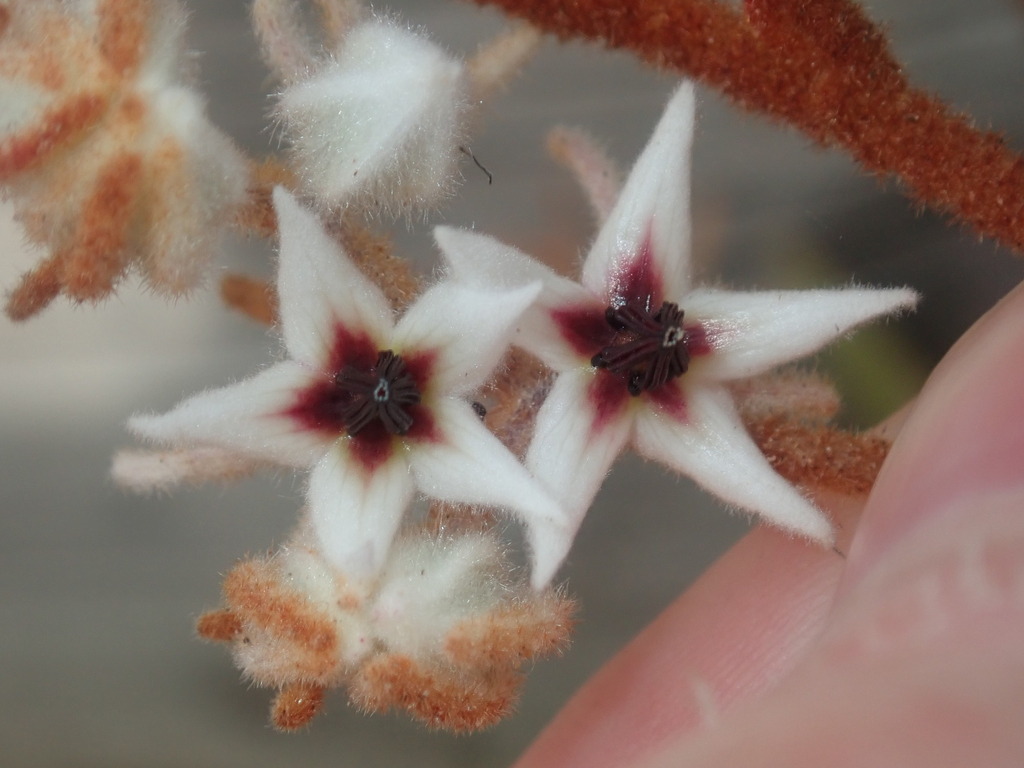 Lasiopetalum monticola