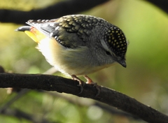 Pardalotus punctatus