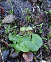 Corybas trilobus aggregate
