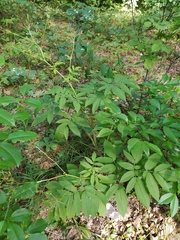 Chaerophyllum aromaticum