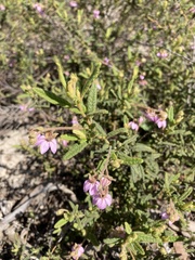 Thomasia petalocalyx