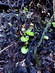 Corybas trilobus aggregate