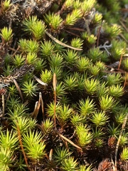 Polytrichum juniperinum