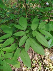 Chaerophyllum aromaticum
