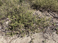 Thomasia petalocalyx