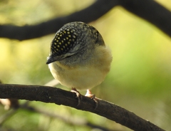 Pardalotus punctatus