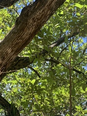 Vitex mollis