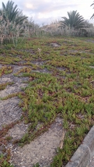 Carpobrotus edulis image