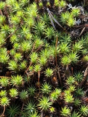 Polytrichum juniperinum