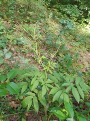 Chaerophyllum aromaticum
