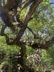 Vitex mollis