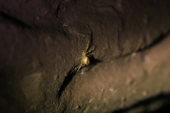 Thwaitesia glabicauda